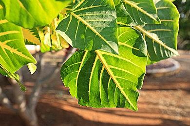 《街头霸王6》经典角色服装可免费解锁